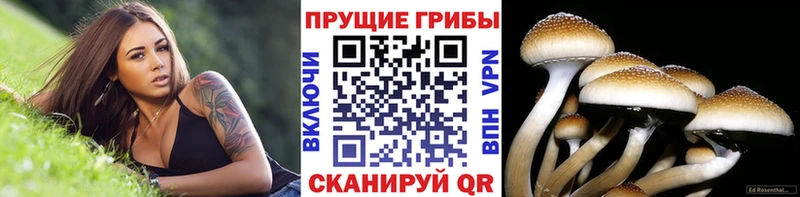 mega ССЫЛКА  нарко площадка состав  Могоча  Псилоцибиновые грибы прущие грибы  где купить наркоту 